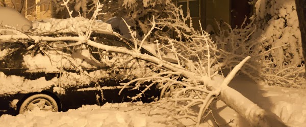 Image of snowy tree fallen on car